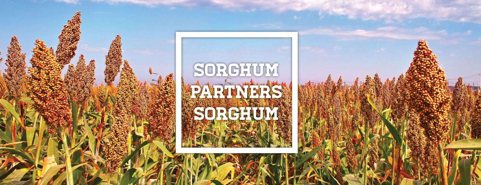 Sorghum Partners Sorghum