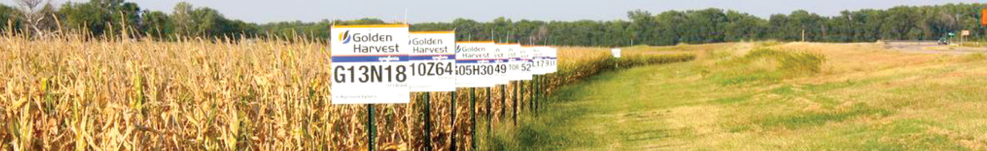 Golden Harvest Corn